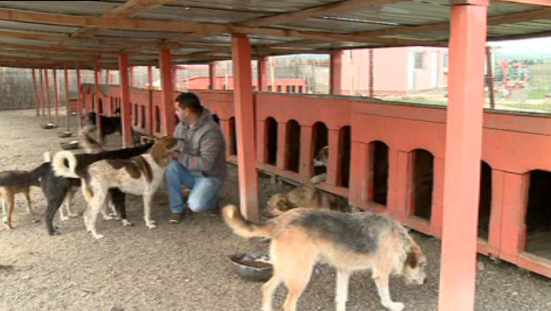 Asociatiile de protectie a animalelor din Iasi au strans cel mult 1000 de caini de pe strazi Imagine