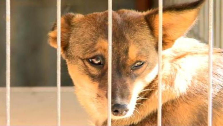 ASPA: 187 de caini au fost eutanasiati in Bucuresti incepand de miercuri Imagine