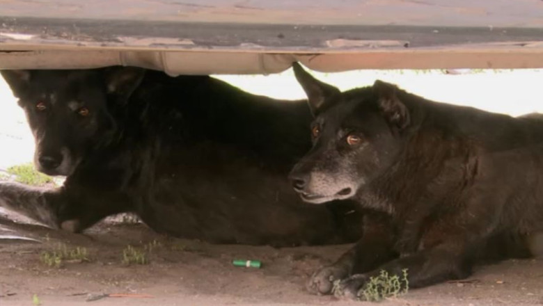 ASPA: Cei care adopta caini si apoi ii abandoneaza vor fi dati pe mana justitiei Imagine