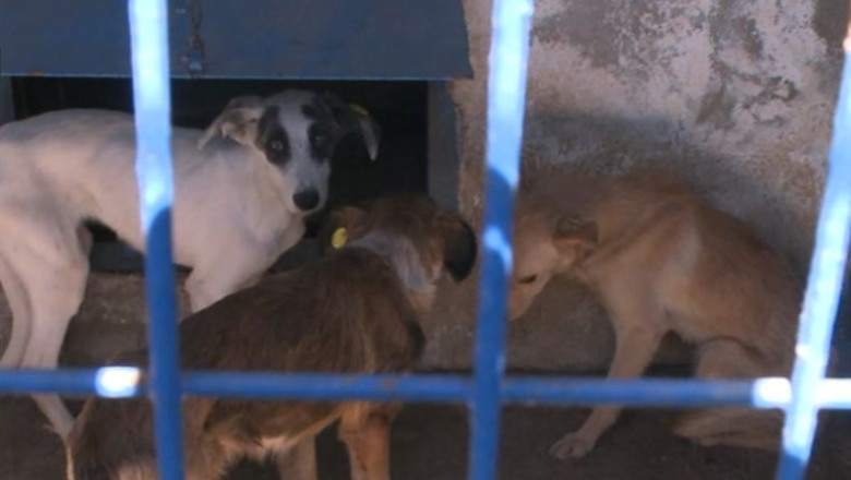 ASPA: De luni se reiau sterilizarile cainilor in adapostul de la Mihailesti, de miercuri, adoptiile Imagine