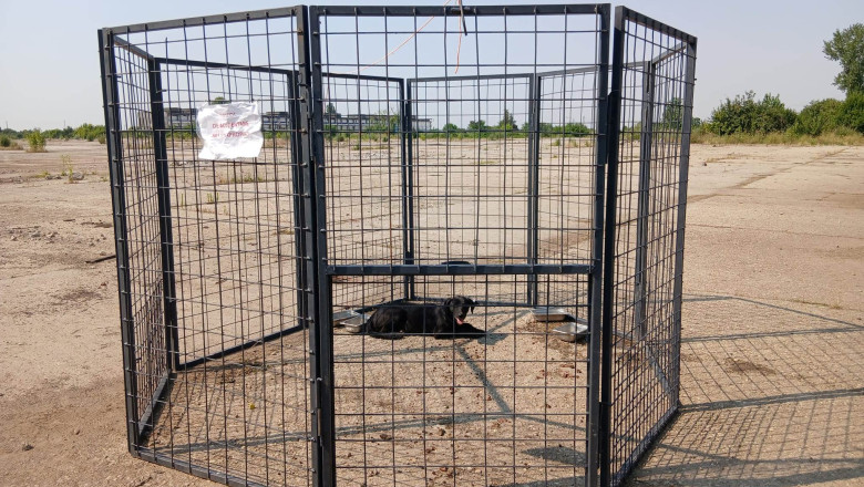 ASPA foloseste o noua metoda de capturare a cainilor fara stapan in Bucuresti. Ce este „tarcul-capcana” Imagine