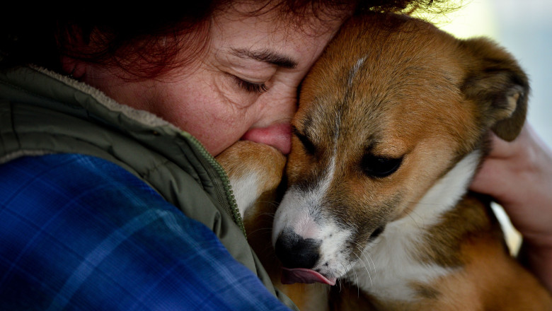 ASPA: In doua luni au fost eutanasiati 72 de caini bolnavi, niciunul sanatos Imagine