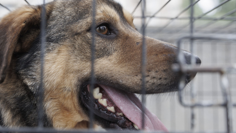 ASPA: Jumatate din cainii capturati in Bucuresti vin din sectoarele 5 si 6. Unde sunt cei mai multi caini abandonati Imagine