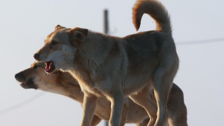 ASPA: Peste 50.000 de maidanezi din Capitala au fost capturati. Doar 23.000 au fost adoptati Imagine