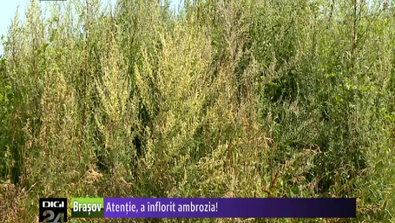 Atentie, a inflorit ambrozia! Este o planta puternic alergena  Imagine
