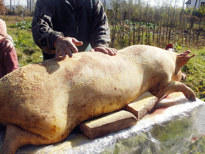 Atentie la carnea de porc Imagine