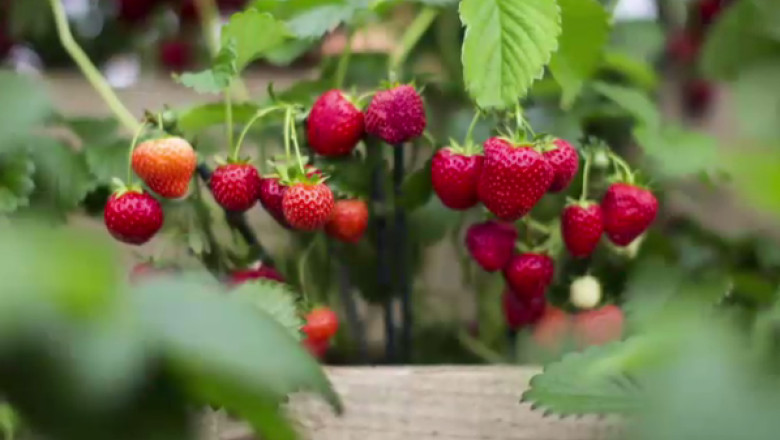 Atentie la ce cumparati: Care sunt cele mai contaminate fructe cu pesticide