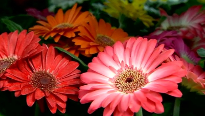 Atentie la plantele de apartament! Care produc alergii sau insomnii Imagine