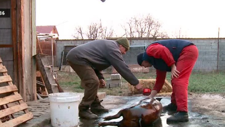 Atentie la trichineloza! Imagine