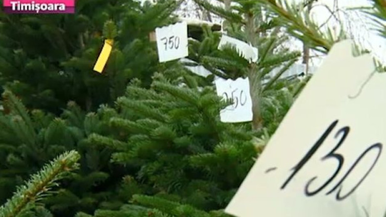 Au aparut primii brazi in piete. Pretul pomilor de Craciun este cuprins intre 50 si 700 de lei  Imagine
