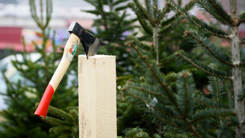 Au aparut primii brazi in piete si in magazinele online Imagine