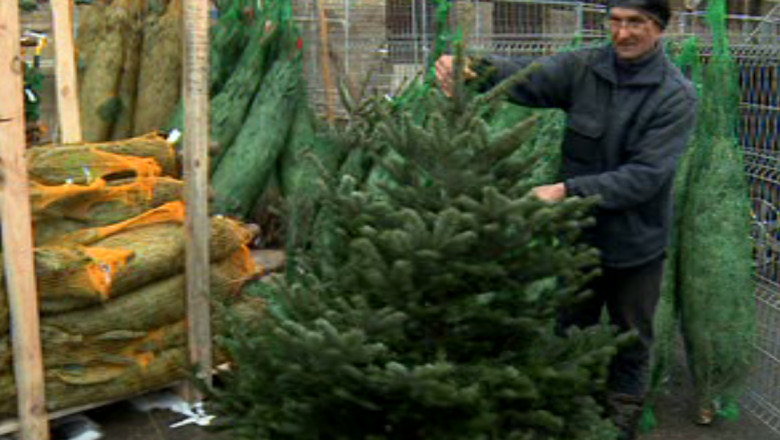 Au aparut primii brazi in pietele din Iasi Imagine