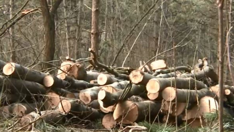 Au furat padurea Imagine