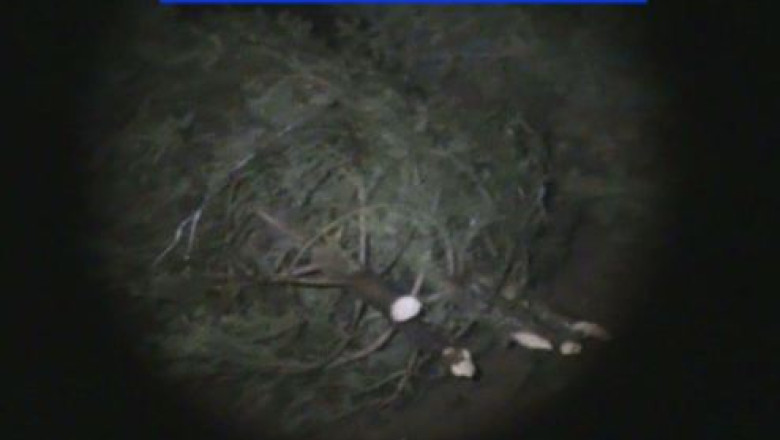 Au inceput furturile de brazi de Craciun Imagine