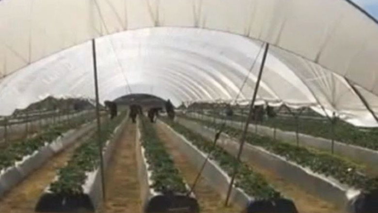 Autoritatile britanice inchid un program de recrutare destinat sezonierilor est-europeni Imagine