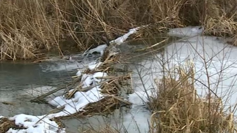 Autoritatile din Brasov: Castorii, risc de inundatii. Specialistii spun insa ca nu exista niciun pericol Imagine