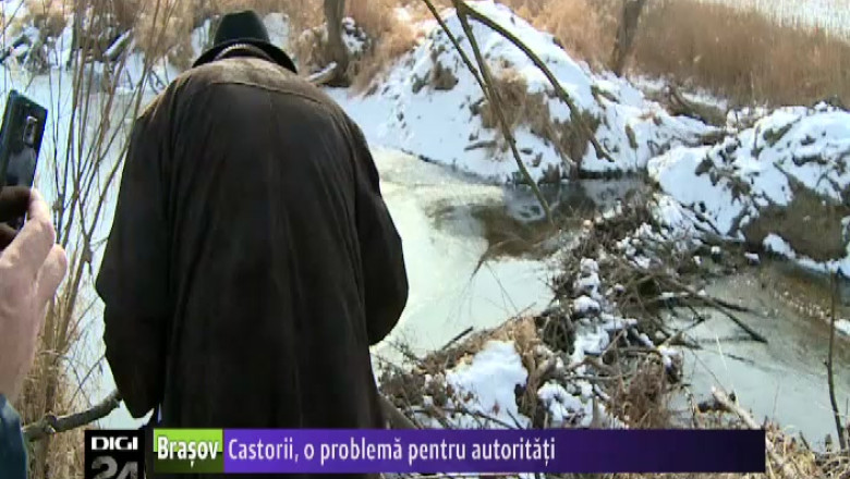 Autoritatile din Brasov sunt ingrijorate de numarul mare de baraje construite de castori Imagine