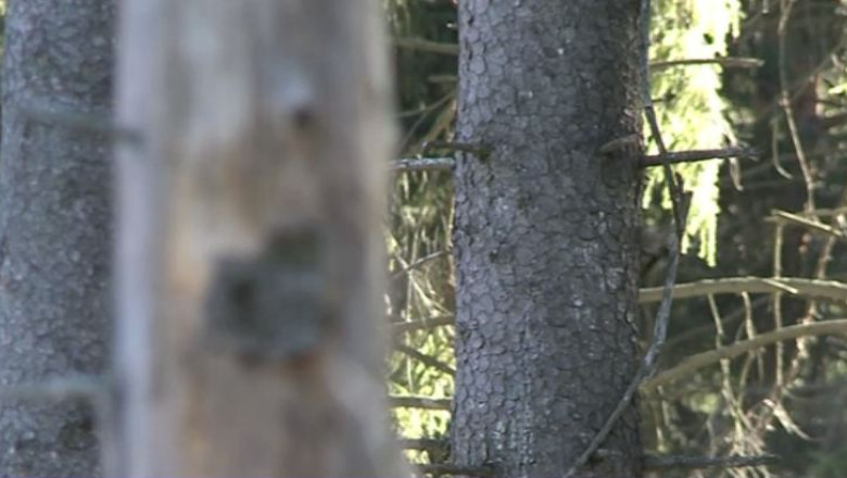 Autoritatile din Brasov vor sa taie 100.000 de metri cubi de lemn pentru a preveni extinderea daunatorilor Imagine