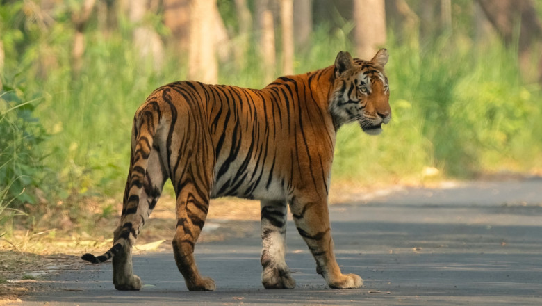 Autoritatile din sudul Texasului sunt in alerta, dupa ce un tigru a evadat de la o gradina zoologica din Mexic Imagine