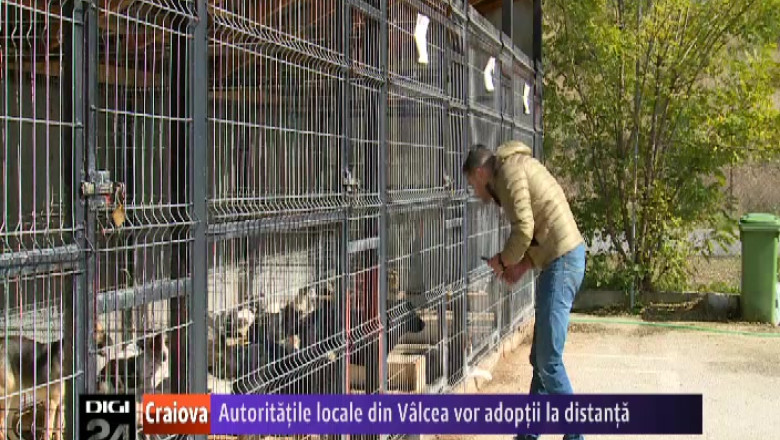 Autoritatile locale din Ramnicu Valcea vor sa rezolve problema maidanezilor prin adoptii la distanta Imagine