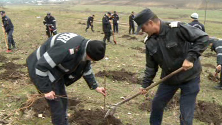 Autoritatile planteaza pomi sa tina zapada departe de sosea Imagine