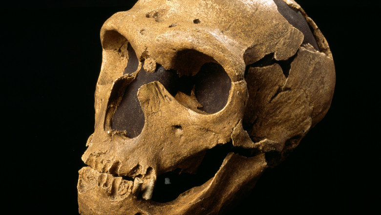Bacterii necunoscute pana acum, descoperite pe dintii oamenilor de Neanderthal, ar putea fi folosite pentru a dezvolta noi antibiotice Imagine