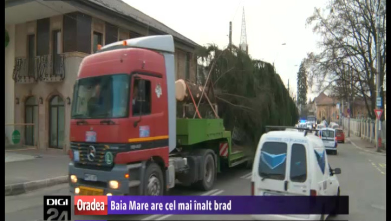 Baia Mare are cel mai mare brad din tara: greu de 5 tone si batran de 100 de ani Imagine