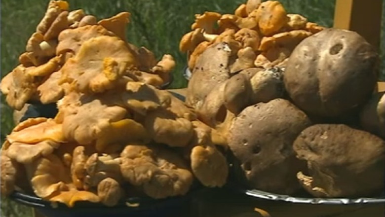 Baia Mare. Zeci de persoane s-au intoxicat cu ciuperci otravitoare. Un copil este in coma Imagine