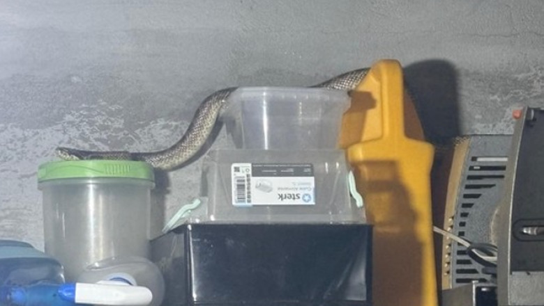 Balaur dobrogean, capturat de jandarmi intr-o gospodarie din localitatea 2 Mai Imagine