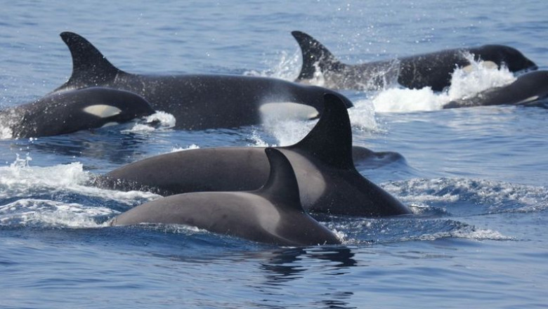 Balenele ucigase creeaza haos in Spania: „Ne-am speriat ingrozitor”. Mai multe ambarcatiuni avariate de atacuri repetate Imagine