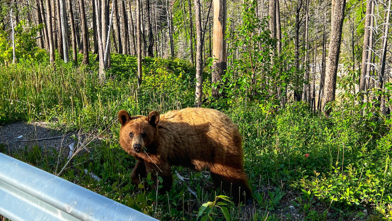 „Baloo de Romania”. Cum a fost surprins un urs de catre camerele de supraveghere montate intr-o padure Imagine