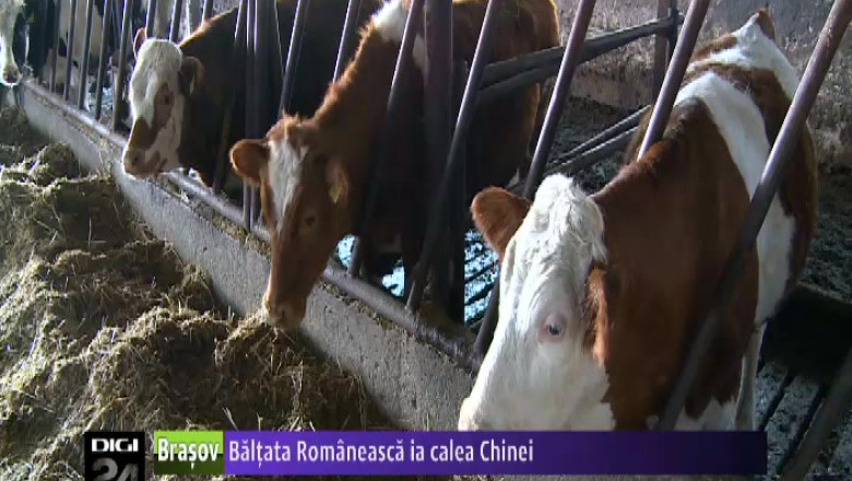Baltata Romaneasca ia calea Chinei Imagine