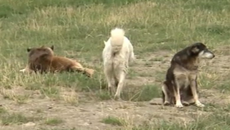 Bani cheltuiti, mii de caini pe strazi. Tragedia din Bucuresti se poate intampla in multe orase Imagine