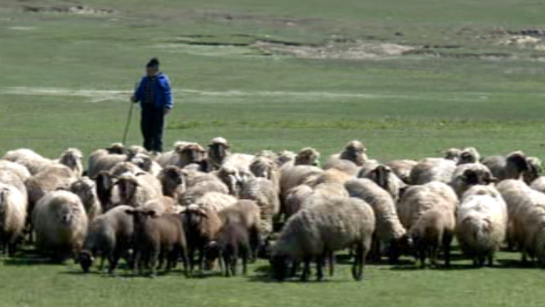 Bani de la stat pentru ferme fantoma. APIA a constatat ca s-au cerut ilegal bani pentru 9.000 de animale Imagine