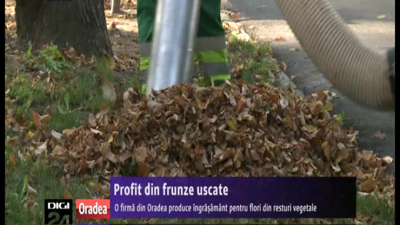 Bani din frunze uscate. La Oradea, o firma transforma resturile vegetale in pamant pentru flori Imagine