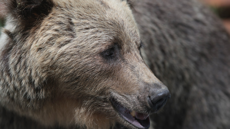 Barbat atacat si ranit de un urs, in judetul Arges. A fost emis mesaj RO-ALERT Imagine