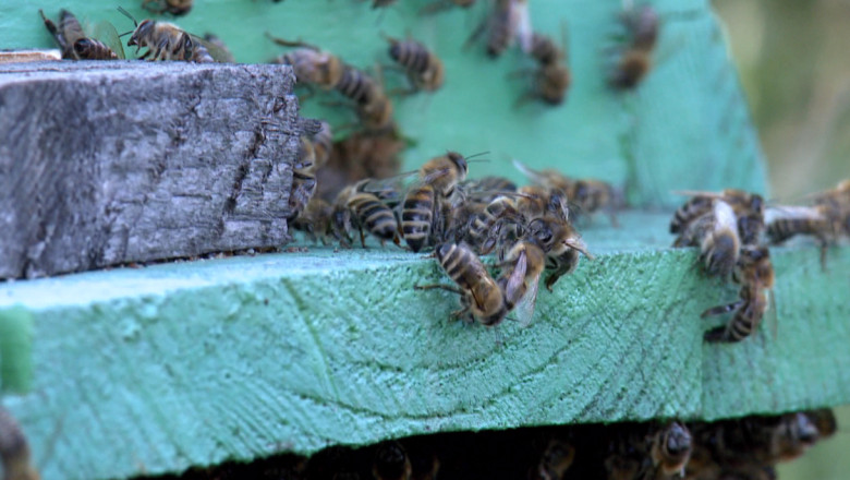 Barbat din Vaslui, atacat de un roi de albine. Omul a fost intepat de sute de ori Imagine