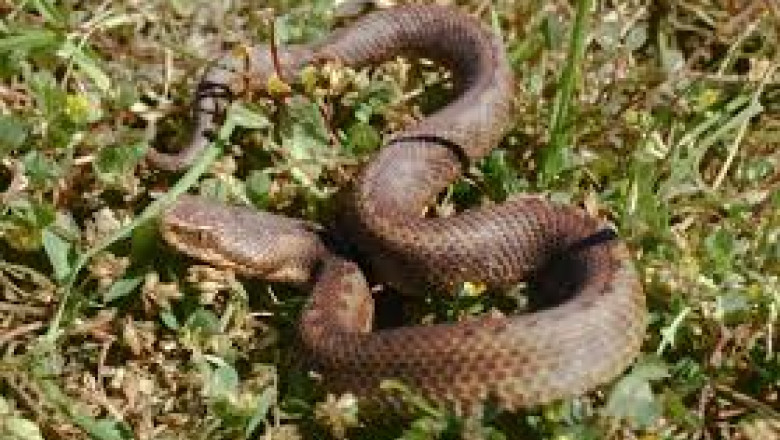 Barbat in stare grava, dupa ce a fost muscat de o vipera   Imagine