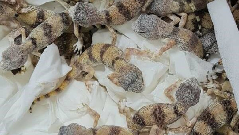 Barbat prins pe aeroport cu zeci de soparle, serpi si scorpioni in bagaj Imagine