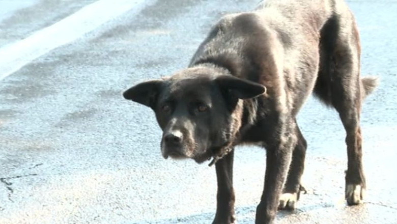 Barbat trimis in judecata pentru omor din culpa, dupa ce cainele sau a muscat un copil care a murit Imagine