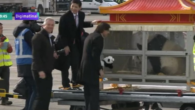 BELGIA. Primire oficiala pentru doi ursi panda. Premierul i-a intampinat la aeroport Imagine