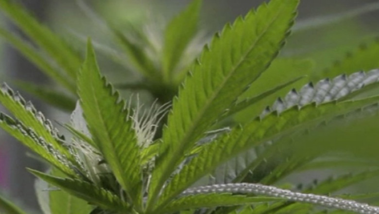 BELGIA. Sapte tone de marijuana, descoperite intr-un container cu nuci de cocos Imagine