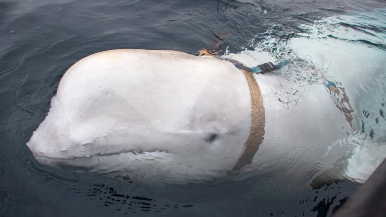 Beluga-spion a Rusiei a fost reperata in apele din vestul Suediei Imagine