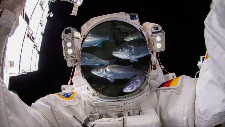 Bibani de mare si creveti in spatiu: Cum vor creste astronautii viitorului pesti pe Luna si pe Marte Imagine