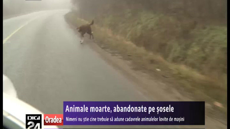 BIHOR. Animale moarte, abandonate pe sosele. Nimeni nu stie cine trebuie sa adune cadavrele animalelor lovite de masini Imagine