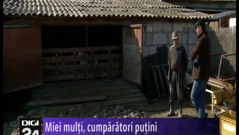 BIHOR. Chiar daca iarna blanda a contribuit la inmultirea mieilor, ciobanii nu au cui sa-i vanda Imagine