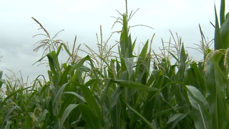 BIHOR. Codul galben de ploi a adus salvarea culturilor de porumb si floarea soarelui Imagine