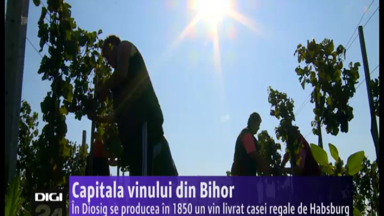 BIHOR. In Diosig se producea in 1850 un vin pentru Casa Regala de Habsburg Imagine