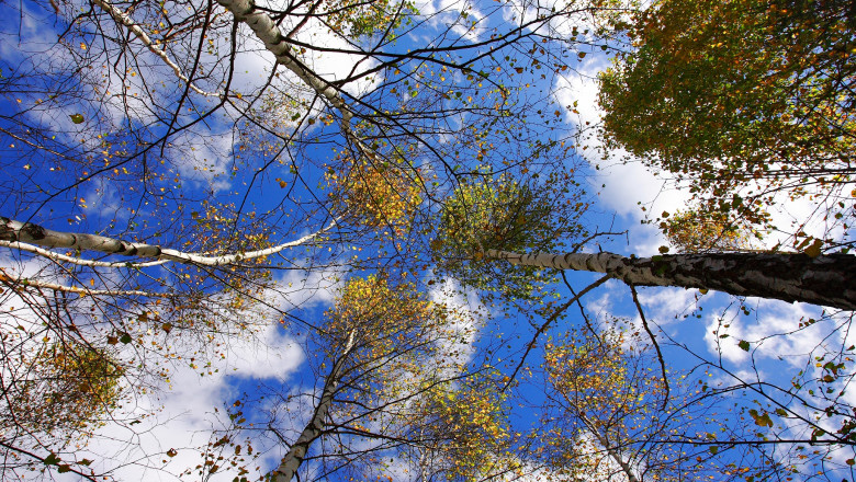 Bihor. Lemnul furat, singura sursa de venit Imagine