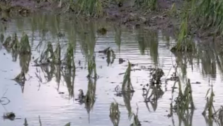 Bilantul pagubelor produse de grindina in Suceava Imagine